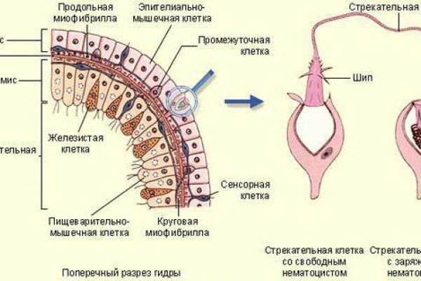 Кракен 2krnk